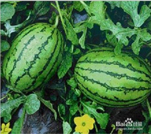 明星黑料网 网红热瓜,网红热瓜背后的真相